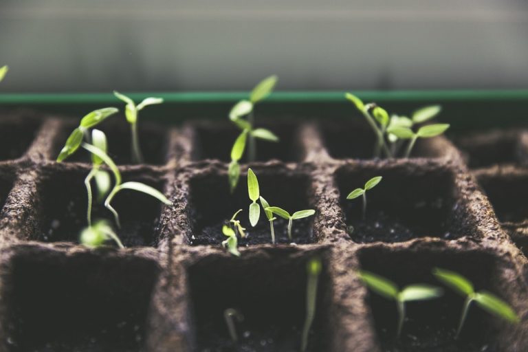 Day 26: A Grain of Wheat (John 12:20–50)