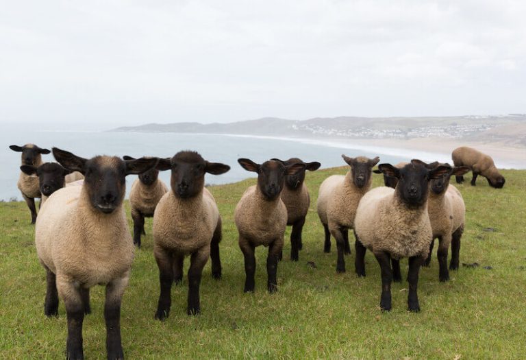 Day 48: Feed My Sheep (John 21:15–17)